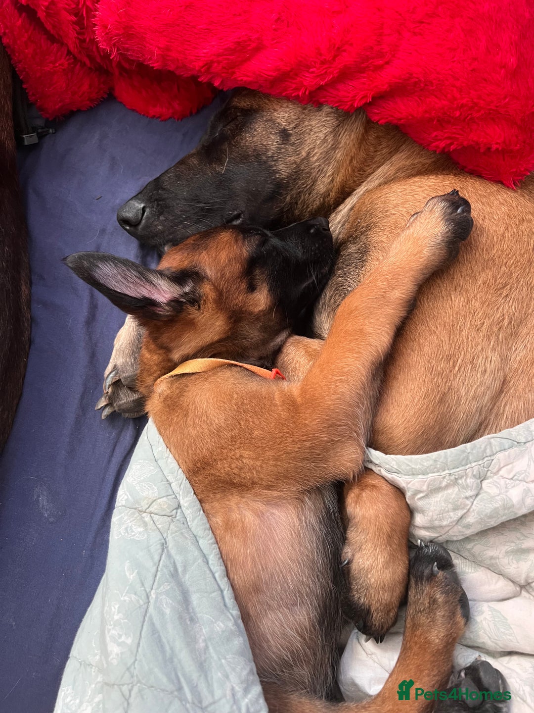 Belgian Shepherd Dog dogs for sale: Malinois puppies. Mother FCI/Father working dog - Image 12