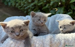 Russian Blue cats for sale: Pure Russian Blue Kittens - Image 9