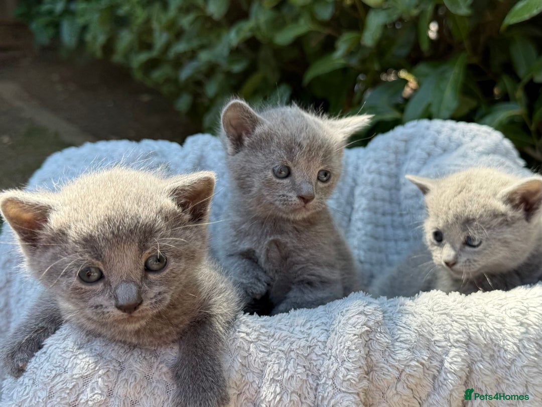 Russian Blue cats for sale: Pure Russian Blue Kittens - Image 9