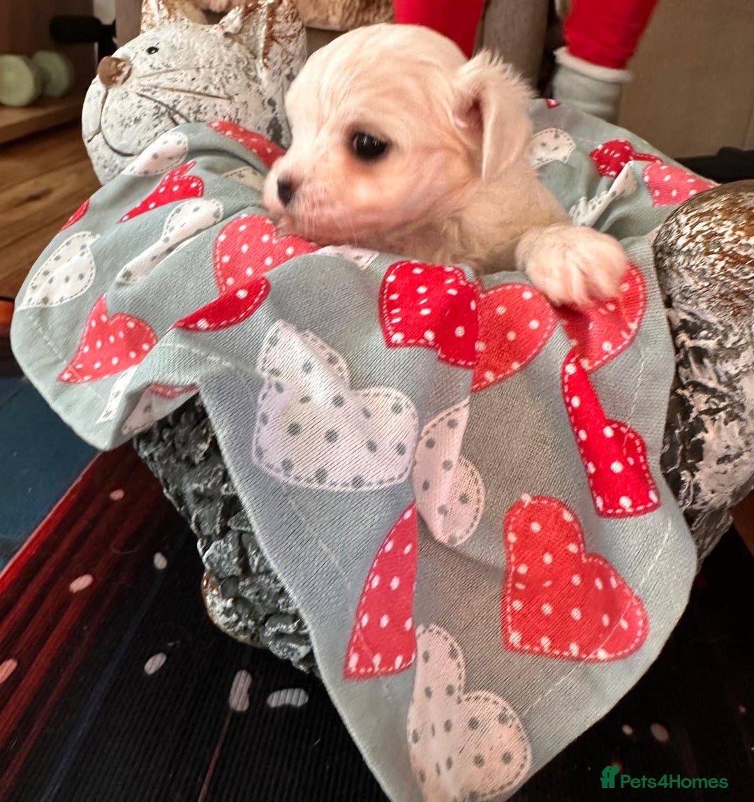 Maltese dogs for sale:  Beautiful maltese - Advert 22