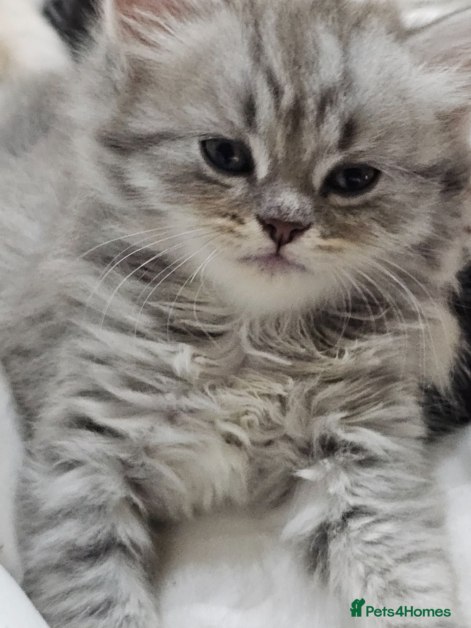 Persian cats 🐱 2 Stunning Persian Kittens – Ready Now! - Advert 6