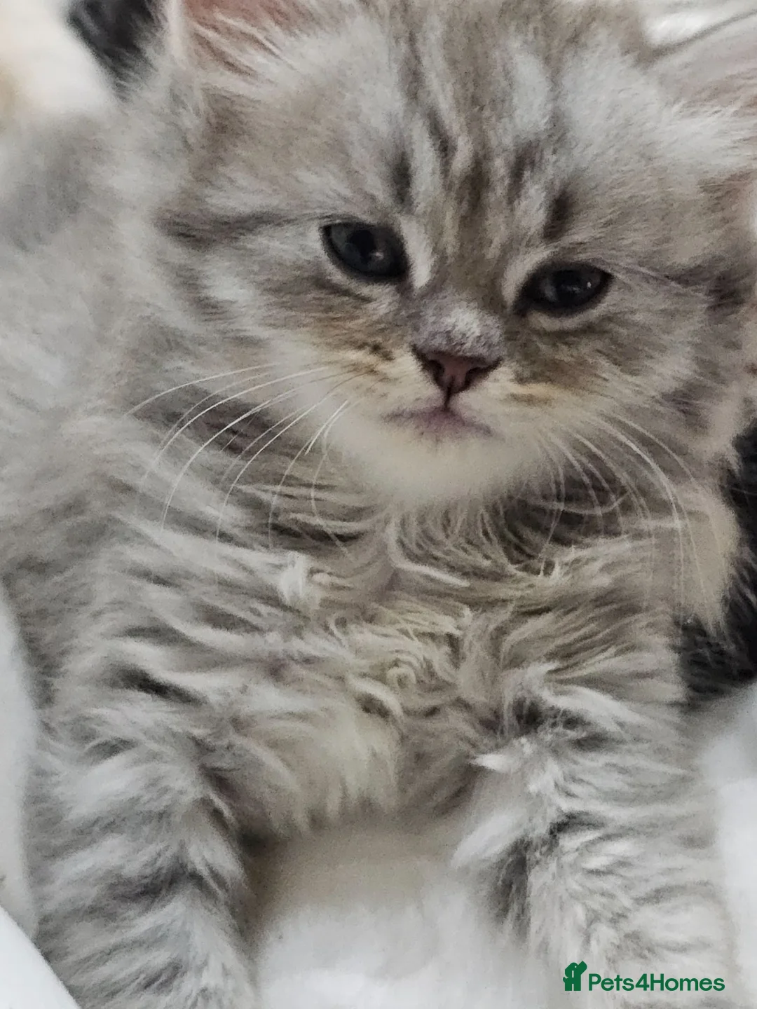 Persian cats for sale: 🐱 2 Stunning Persian Kittens – Ready Now! - Advert 1
