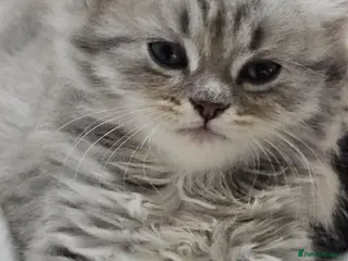 Persian cats 🐱 2 Stunning Persian Kittens – Ready Now! - Advert 12