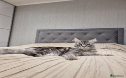 Maine Coon cats for sale: 6 TICA-Registered Maine Coon Kittens Available - Image 24
