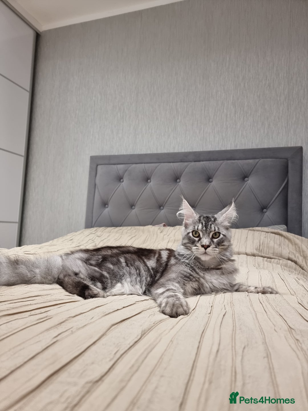 Maine Coon cats for sale: 6 TICA-Registered Maine Coon Kittens Available - Image 24