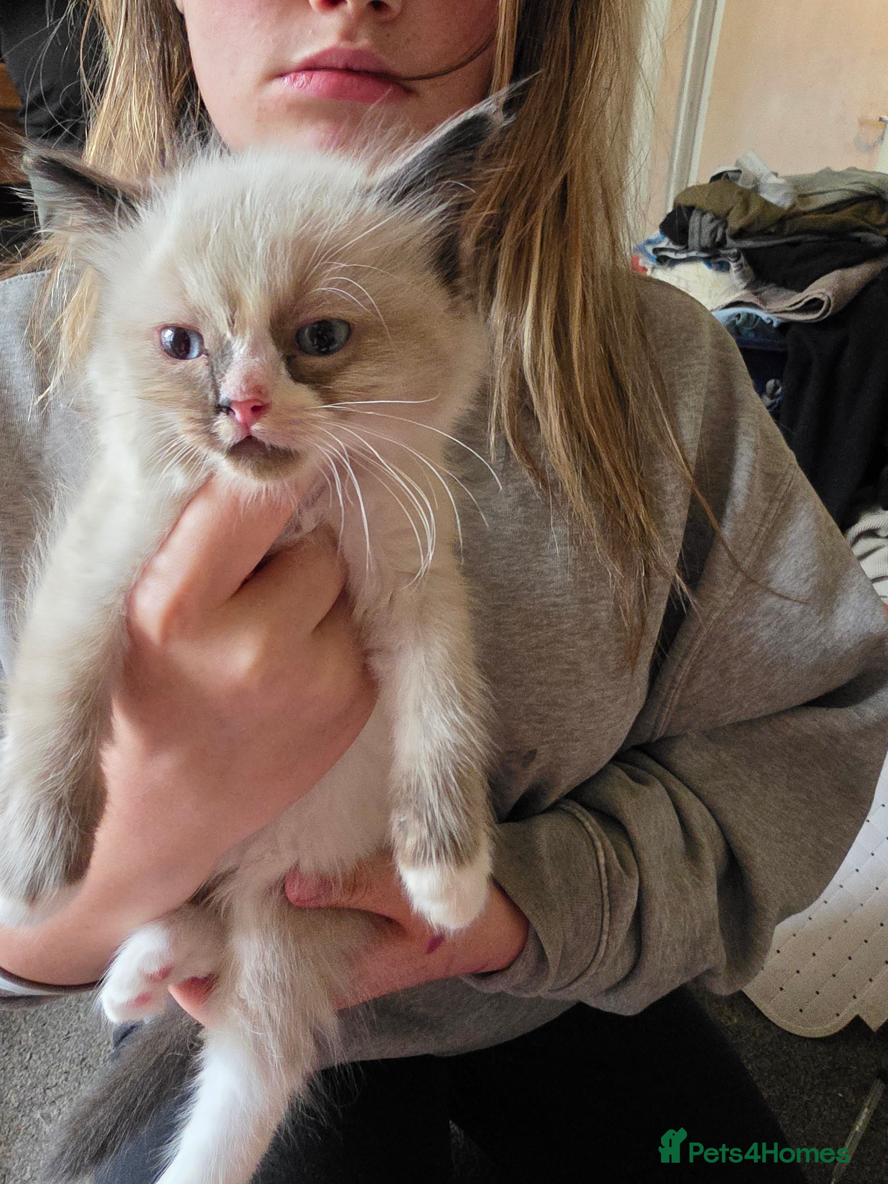 Ragdoll cats for sale: Gorgeous ragdoll kittens  - Advert 5