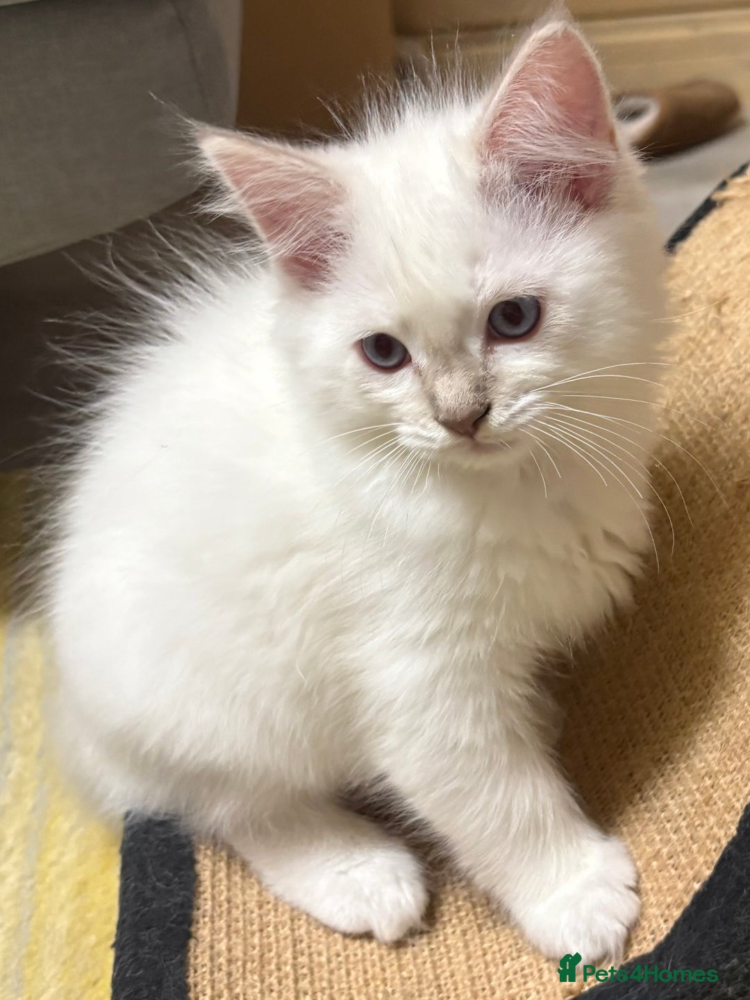 Ragdoll cats for sale: GCCF REGISTERED RAGDOLL KITTENS. 4  BOYS - Image 11