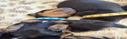 Dachshund dogs for sale: Dachshund Puppies – 2 Reserved, Family Raised - Advert 17
