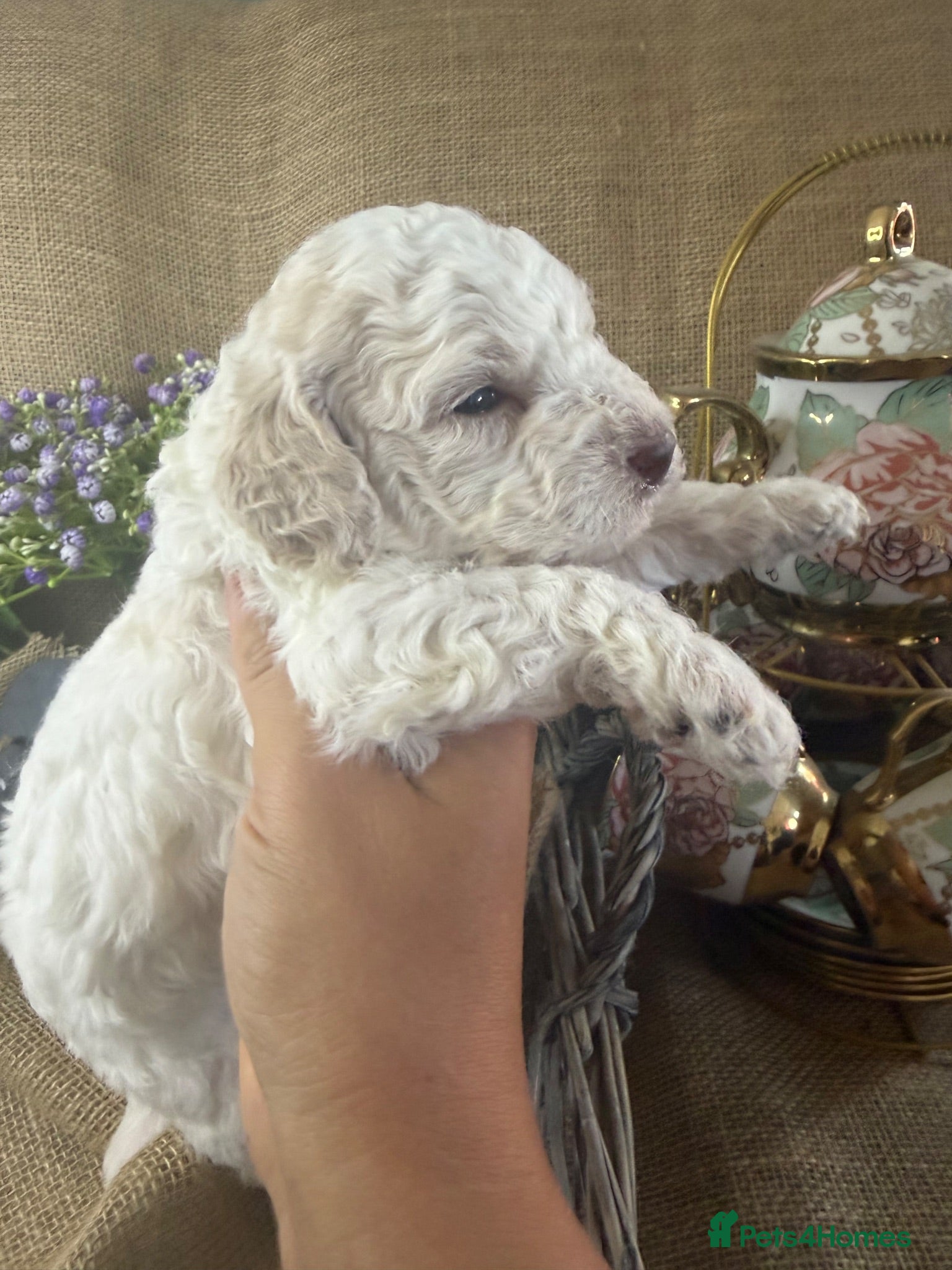 Lagotto Romagnolo dogs Cuteness overload Lagotto Romangnolo Puppies  - Advert 2