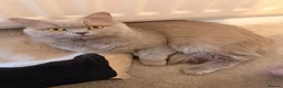 British Shorthair cats for sale: British Shorthair Kittens – Blue & Lilac 🐾 - Advert 3