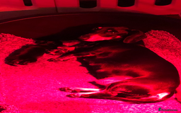 Dachshund dogs for sale: KC registration dachshund  - Image 13