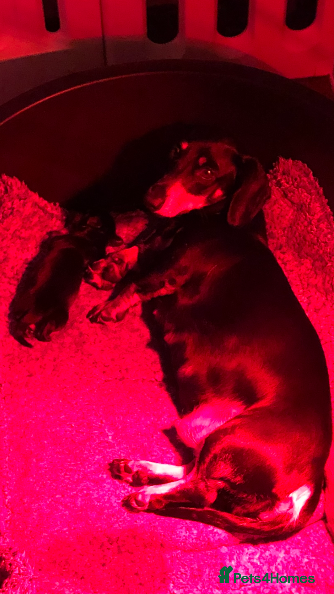 Dachshund dogs for sale: KC registration dachshund  - Image 13