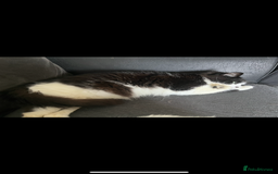 Mixed Breed cats for sale: Gorgeous brother and sister for sale - Image 6
