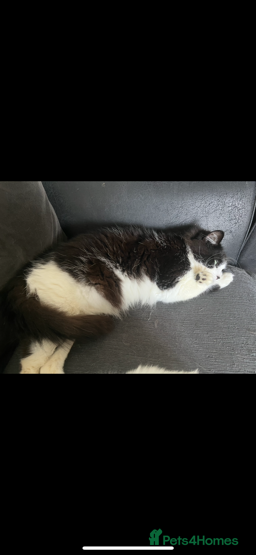 Mixed Breed cats for sale: Gorgeous brother and sister for sale - Image 6