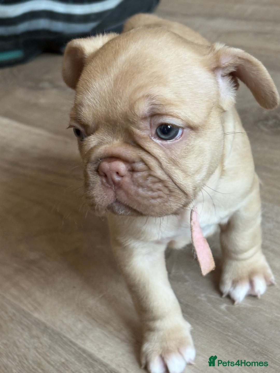 French Bulldog dogs for sale: Beautiful French bulldog puppys - Image 2