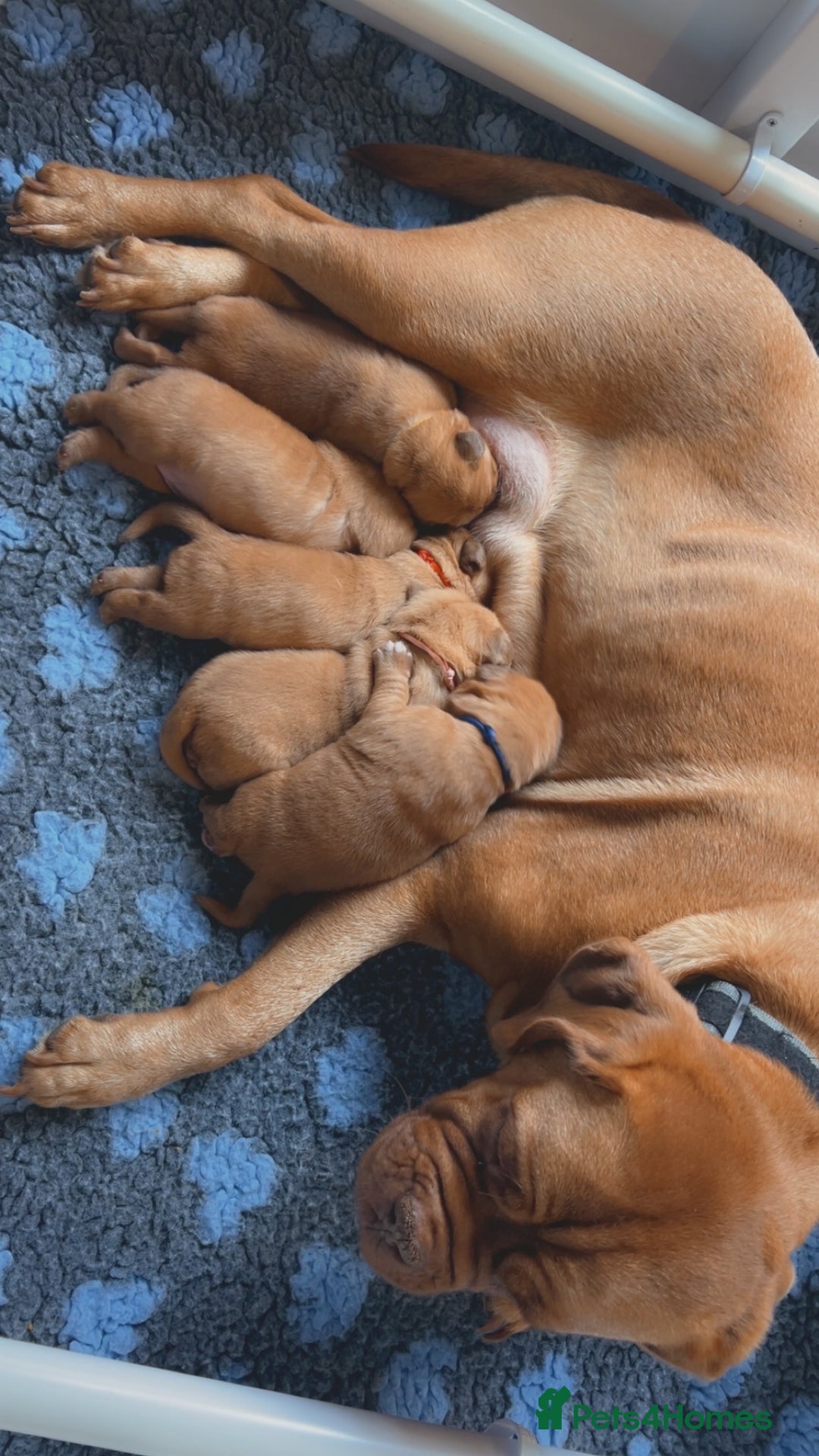 Dogue De Bordeaux dogs for sale: Beautiful KC Dogue De Bordeaux Puppies - Image 10
