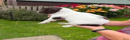 English Springer Spaniel dogs for sale: KC Registered English Springer Spaniel  - Advert 7