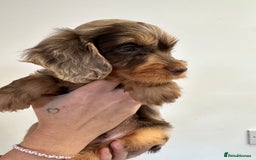 Mixed Breed dogs for sale: 10x Gorgeous Sproodles - Image 2