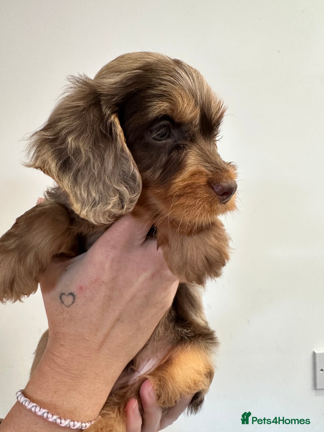 Mixed Breed dogs for sale: 10x Gorgeous Sproodles - Image 2