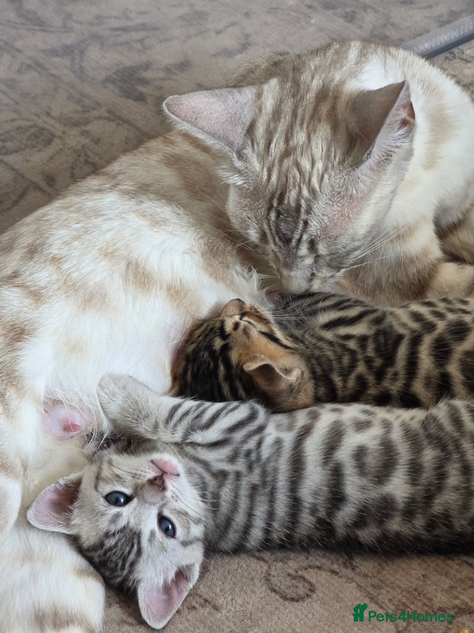 Bengal cats Beautiful Bengal Kittens – Loving Homes Only  - Advert 2
