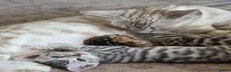 Bengal cats for sale: Beautiful Bengal Kittens – Loving Homes Only  - Advert 23