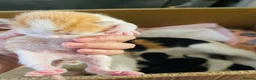 Mixed Breed cats for sale: Four mixed breed kittens in Bedford - Advert 9