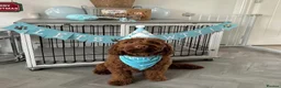 Cockapoo dogs for sale: Red cockapoo puppies  - Advert 19
