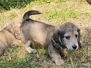 Miniature Dachshund dogs Longhaired Miniature daschund puppies READY NOW!! - Advert 5