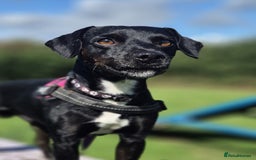 Patterdale Terrier dogs for adoption: OZZY - MALE PATTERDALE - Image 1