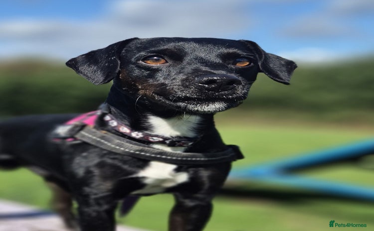 Patterdale Terrier dogs - Advert 1