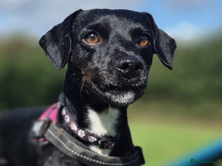 Patterdale Terrier dogs - Advert 4