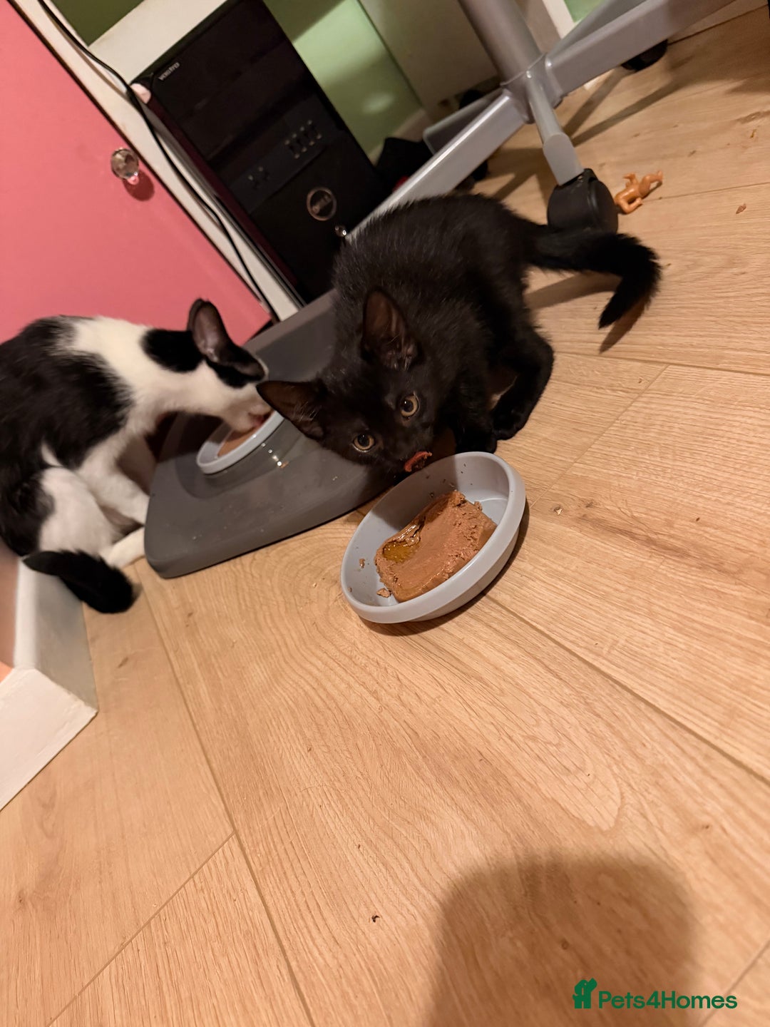 Mixed Breed cats for sale: Mother and daughter only together  - Advert 8