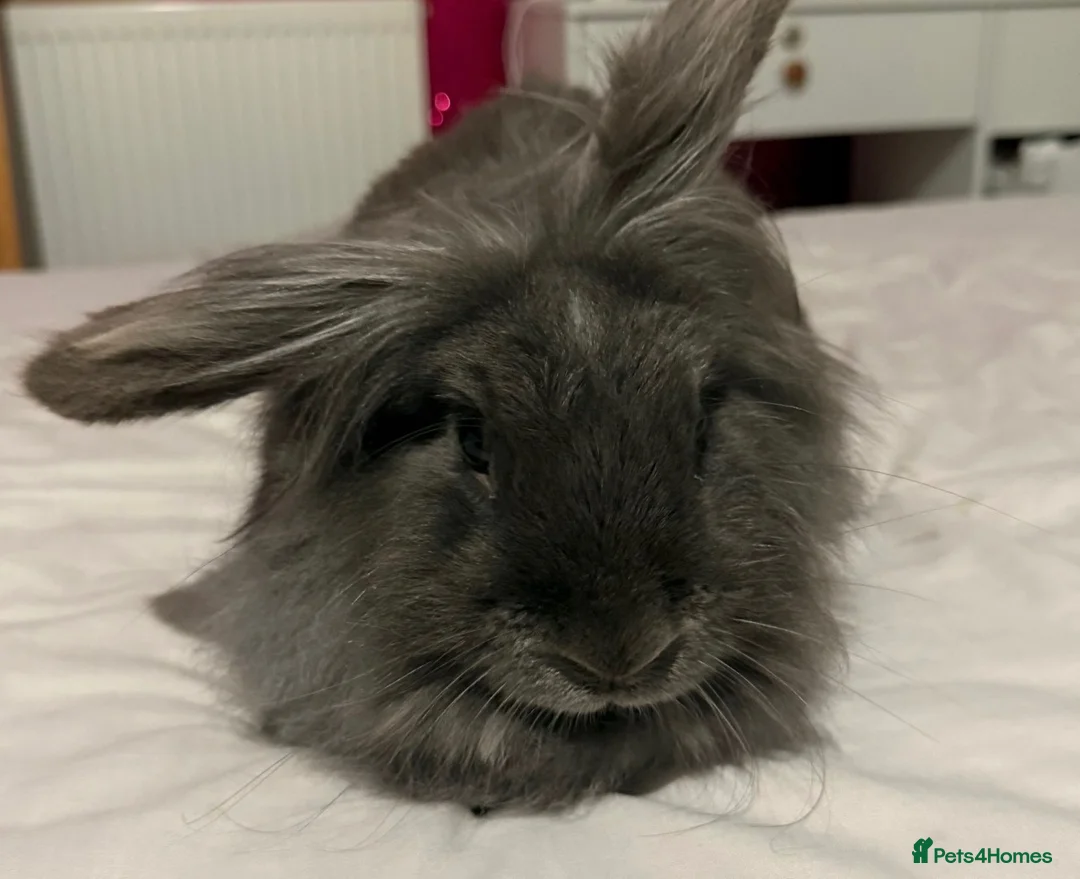 Mixed Breed rabbits for sale: Gorgeous mini lionlop  - Advert 1