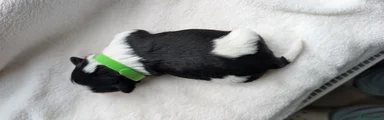 Shih Tzu Puppy 1