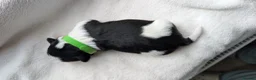 Shih Tzu dogs for sale: KC registered Shih Tzu puppies  in Harlow - Advert 3