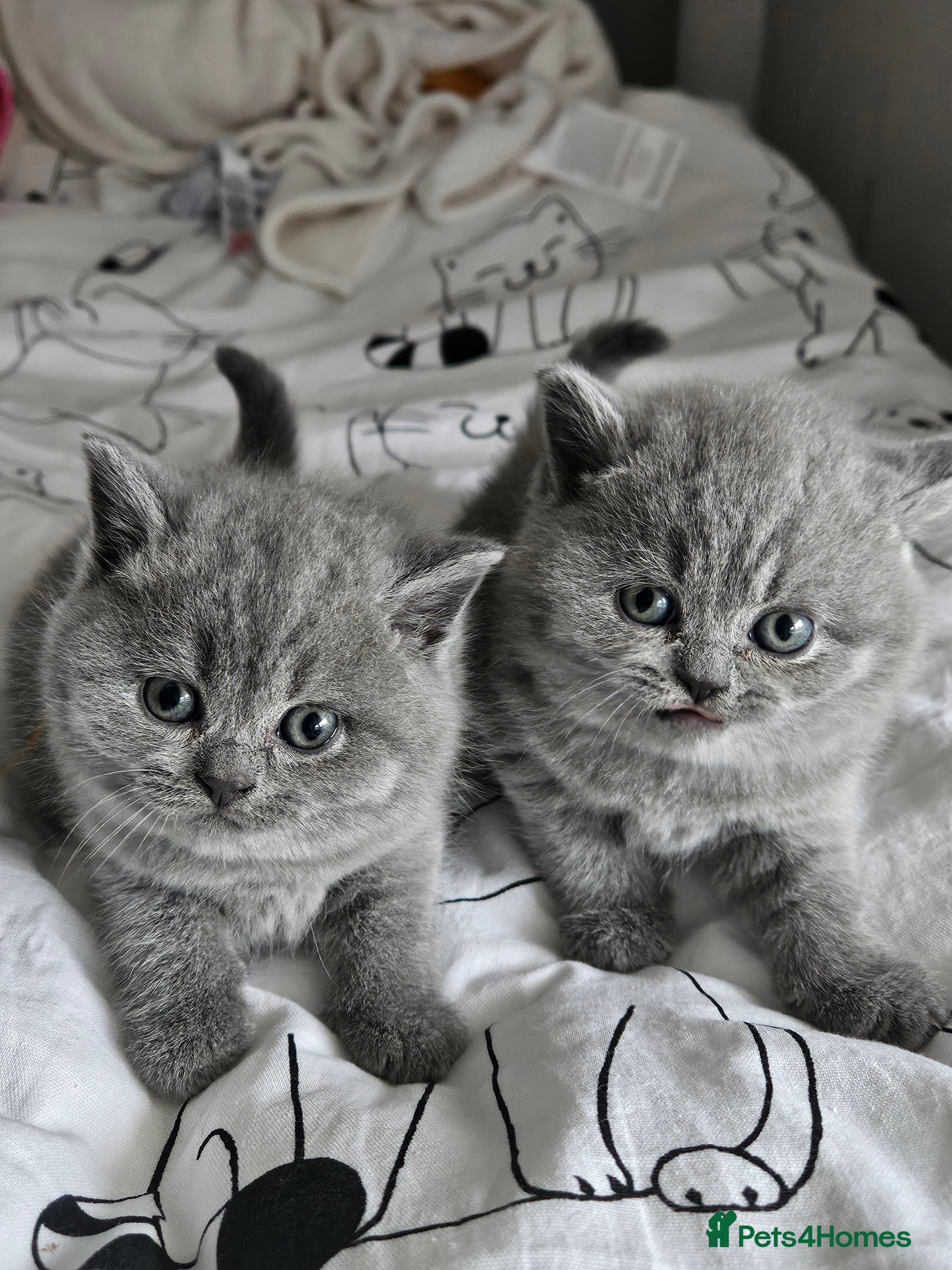 British Shorthair cats 2 Girls Left Champion BSH Shorthair Kittens GCCF  - Advert 11