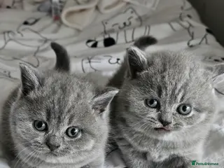 British Shorthair cats 2 Girls Left Champion BSH Shorthair Kittens GCCF - Advert 11