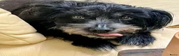 Mixed Breed dogs for sale: Older Gentleman Looking for His Happy Ever After in Ashford - Advert 7
