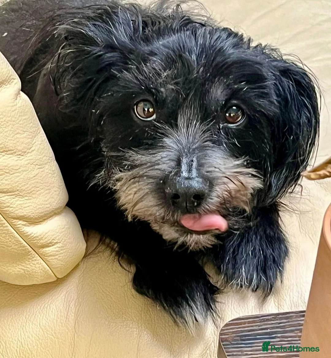 Mixed Breed dogs for sale: Older Gentleman Looking for His Happy Ever After in Ashford - Advert 7