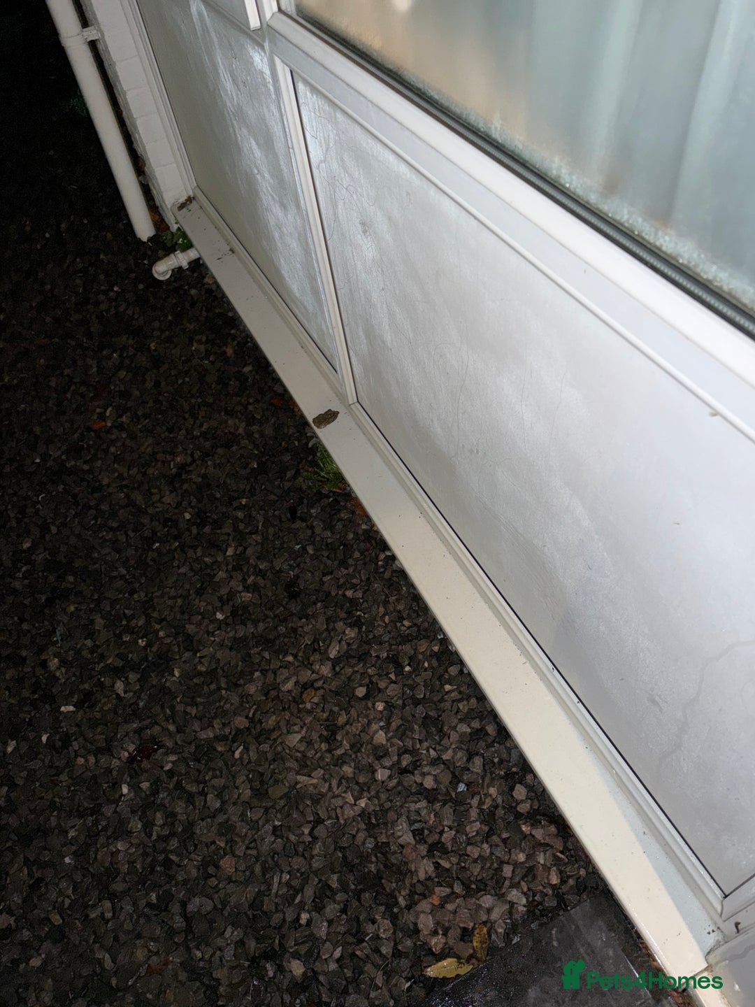 Mixed Breed dogs for sale: German Shepard  - Image 1