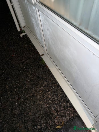 Mixed Breed dogs - Advert 5