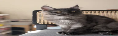 Bastada
