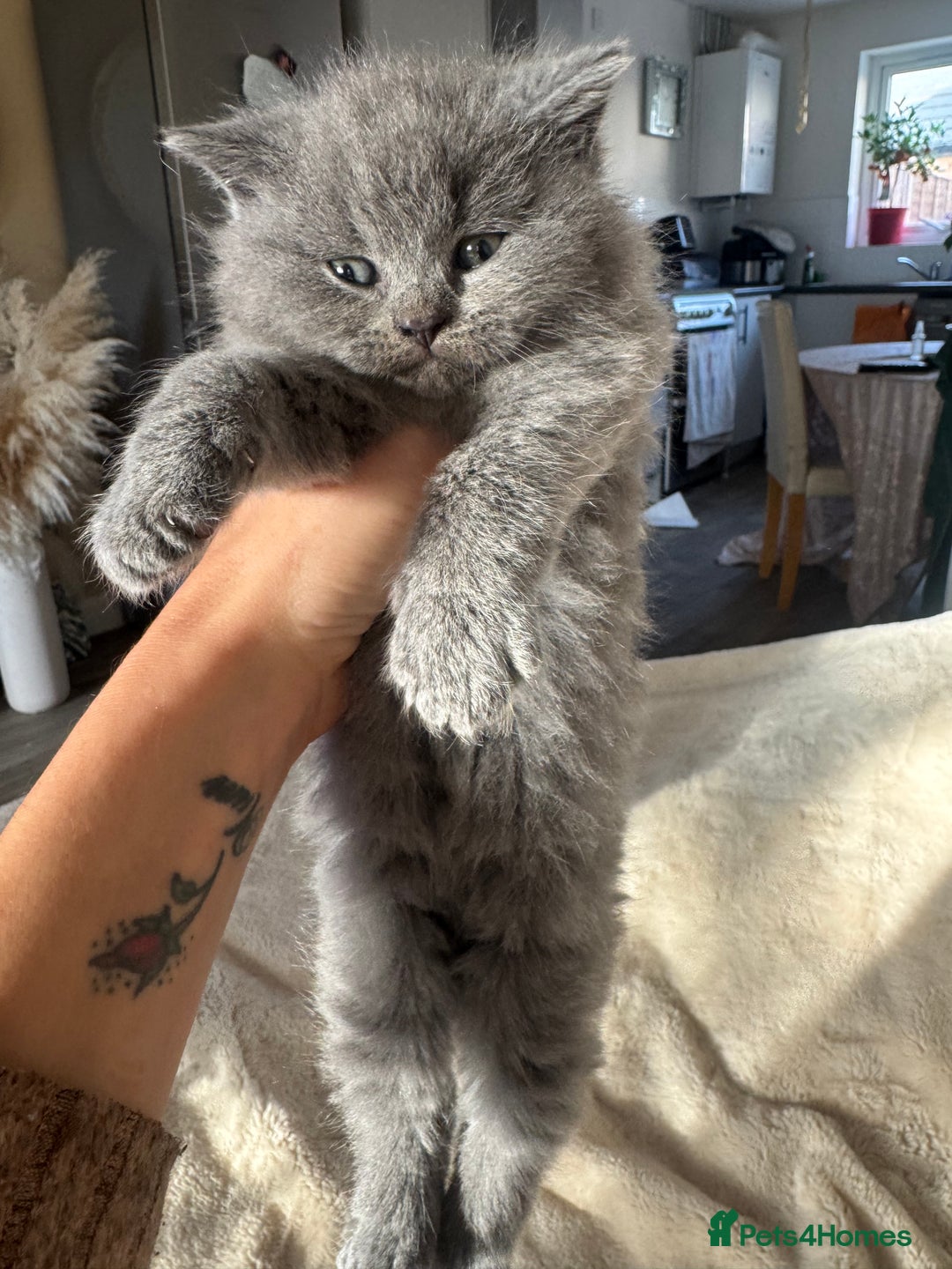 British Shorthair cats for sale: GCCF chunky blue British shorthair kittens😻🐾 - Image 11