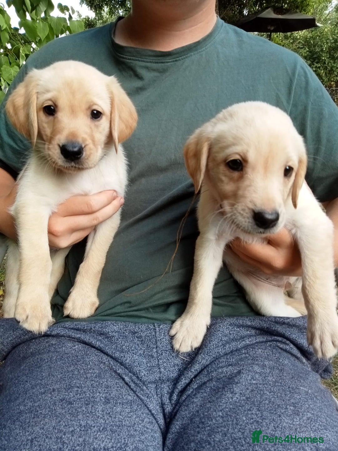 Labrador Retriever dogs for sale: KC Registered Labrador Retriever Puppies in Ross-on-Wye - Image 2