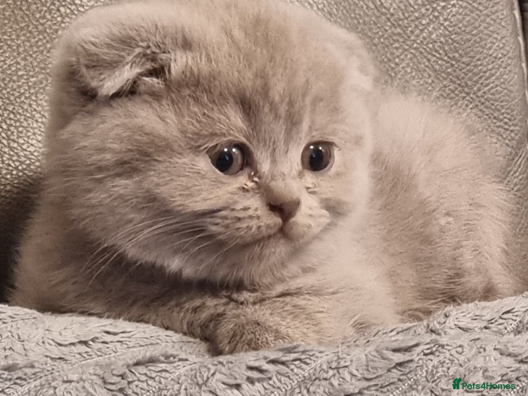 Scottish Fold cats for sale: Very Friendly Kittens, Pedigree Scottish Fold  - Image 9