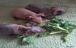 Guinea Pig rodents for sale: BEAUTIFUL BABY SKINNY PIGS  - Image 2