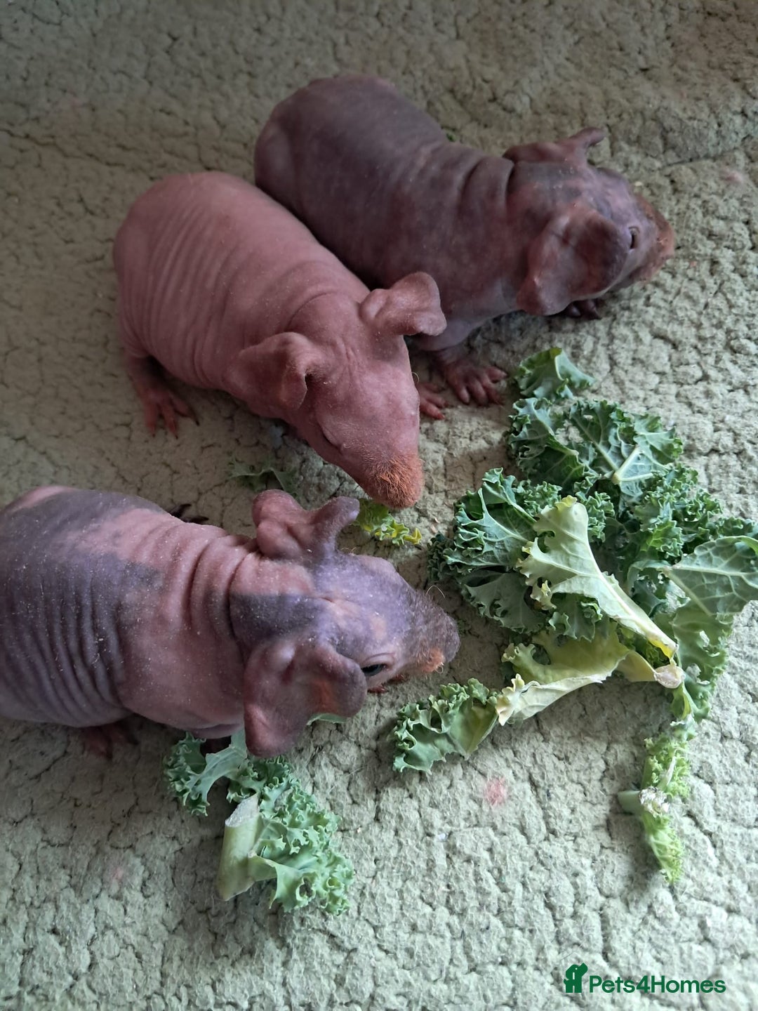 Guinea Pig rodents for sale: BEAUTIFUL BABY SKINNY PIGS  - Image 2
