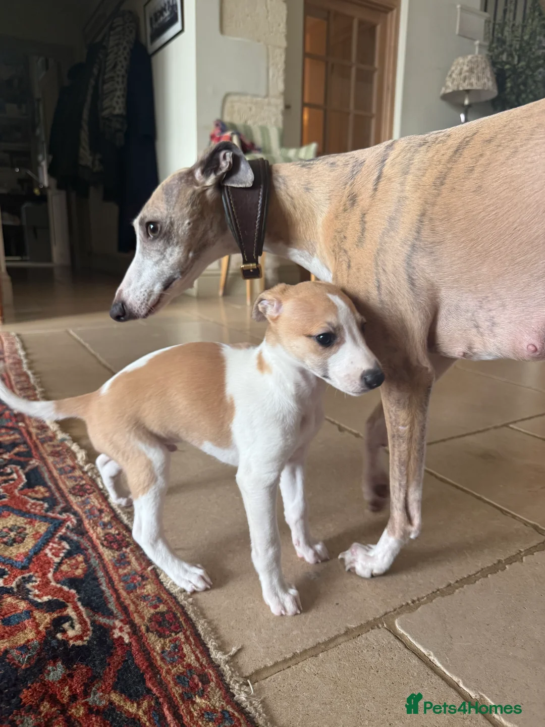 Whippet dogs for sale: Handsome Pedigree Whippet Puppies  - Advert 5