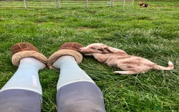 Border Collie dogs for sale: Beautiful litter of border collies - Image 8