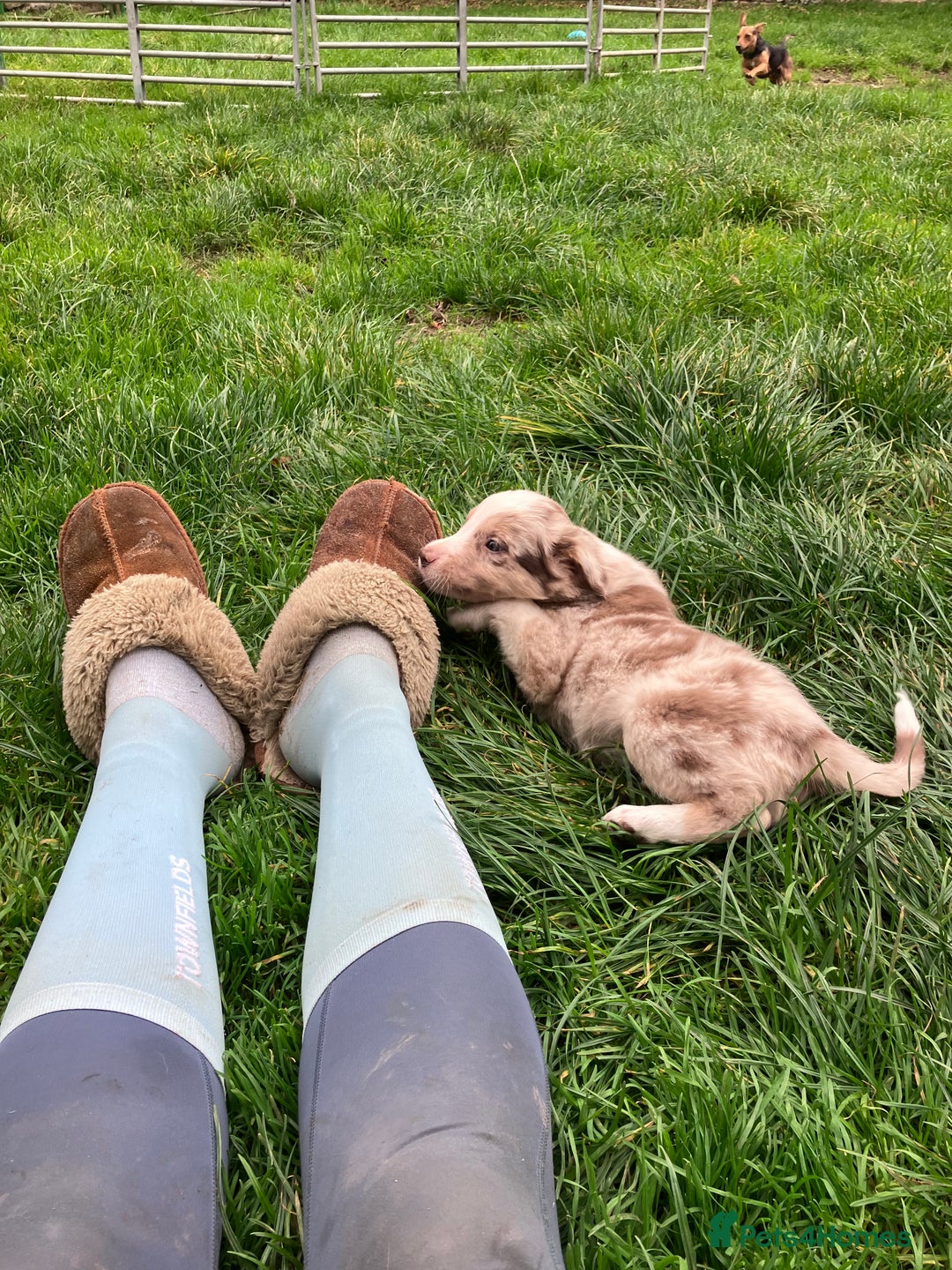 Border Collie dogs for sale: Beautiful litter of border collies - Image 8